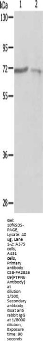 PTPN6 Antibody