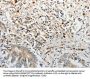 PTTG1 Antibody