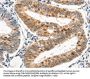 DDB1 Antibody