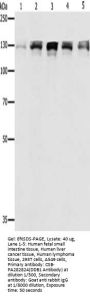 DDB1 Antibody