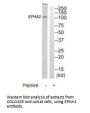 EPHA2 Antibody