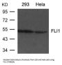 FLI1 Antibody