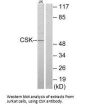 CSK Antibody