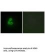 CSK Antibody