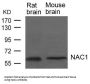 NACC1 Antibody