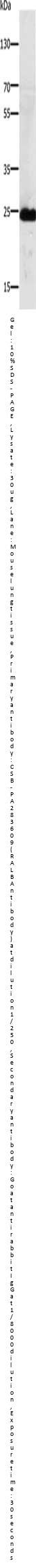 RALB Antibody