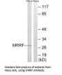 MRRF Antibody