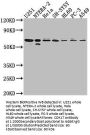CDK17 Antibody