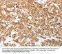 CDR2 Antibody