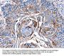 LRP2 Antibody