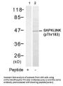 Phospho-MAPK9/MAPK10 (Thr183) Antibody