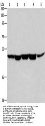 HNRNPF Antibody