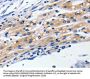 CLDN5 Antibody