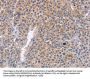 Rabbit anti-human PLK1 polyclonal antibody