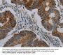CFLAR Antibody