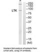 LTK Antibody