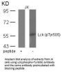 Phospho-LCK (Tyr505) Antibody