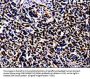 S100A4 Antibody