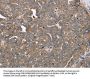 FAIM2 Antibody