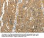 MAP4K5 Antibody