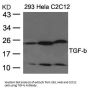 TGFB1 Antibody