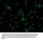 PCDHB7 Antibody