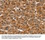 SRGN Antibody