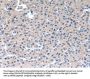 RAB2A Antibody