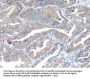 RAB2A Antibody
