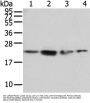 RAB2A Antibody