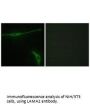 LAMA2 Antibody