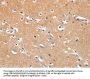 LRP3 Antibody