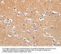 LRP3 Antibody