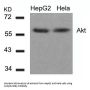 AKT1 (Ab-308) Antibody
