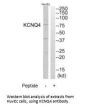 KCNQ4 Antibody