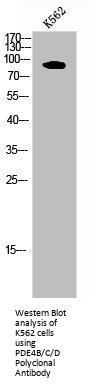 PDE4B/PDE4C/PDE4D Antibody
