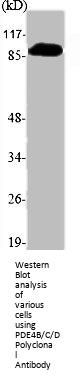 PDE4B/PDE4C/PDE4D Antibody