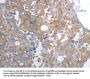 Rabbit anti-human SLC12A6 polyclonal antibody
