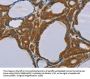 PEF1 Antibody