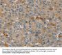 PEF1 Antibody