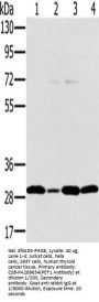 PEF1 Antibody