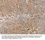 GFAP Antibody