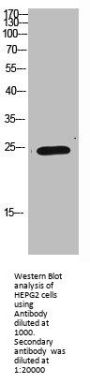 IMP3 Antibody