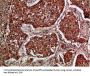 IMP3 Antibody