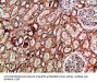 IMP3 Antibody