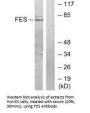 FES Antibody