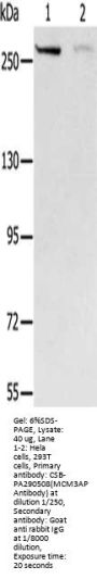 MCM3AP Antibody