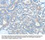 Rabbit anti-human AGO2 polyclonal antibody