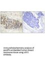 USF2 Antibody