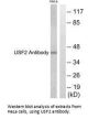 USF2 Antibody